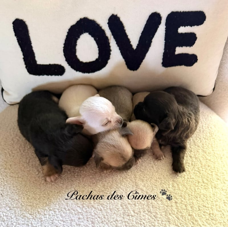 Chihuahua - Des Pachas Des Cimes