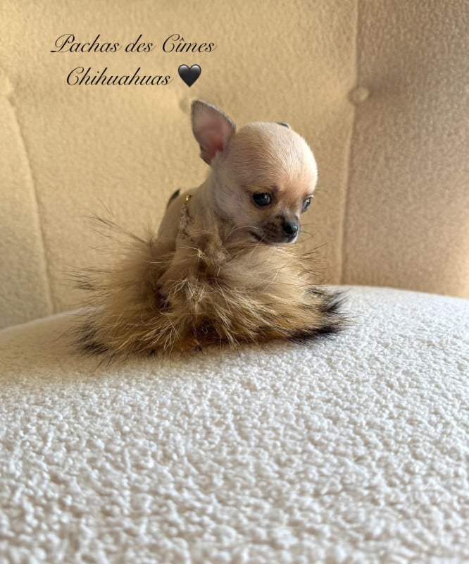 Chihuahua - Des Pachas Des Cimes