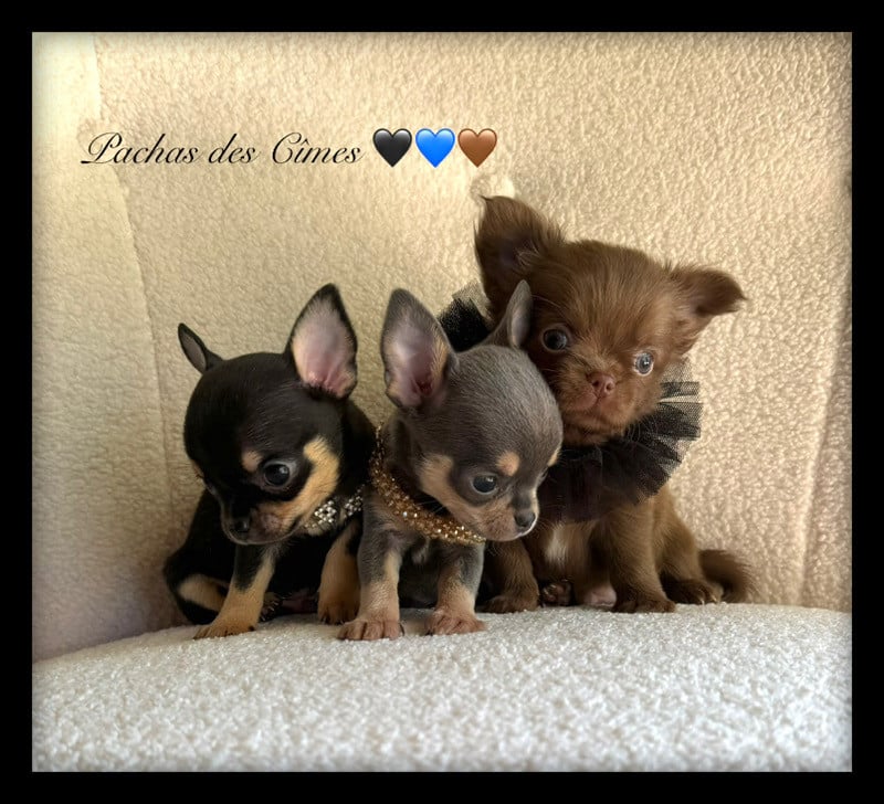 Chihuahua - Des Pachas Des Cimes