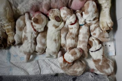 Les chiots de Basset Hound