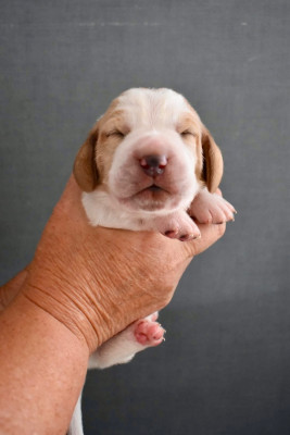 Les chiots de Basset Hound