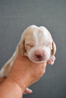 Les chiots de Basset Hound