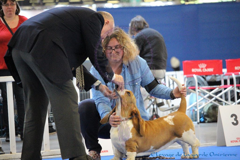 Magic Beam Rainbow oniria - 4ème Très Bon Jeune Femelles
