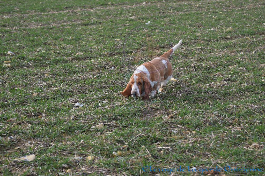 Magic Beam Rainbow oniria - TAN