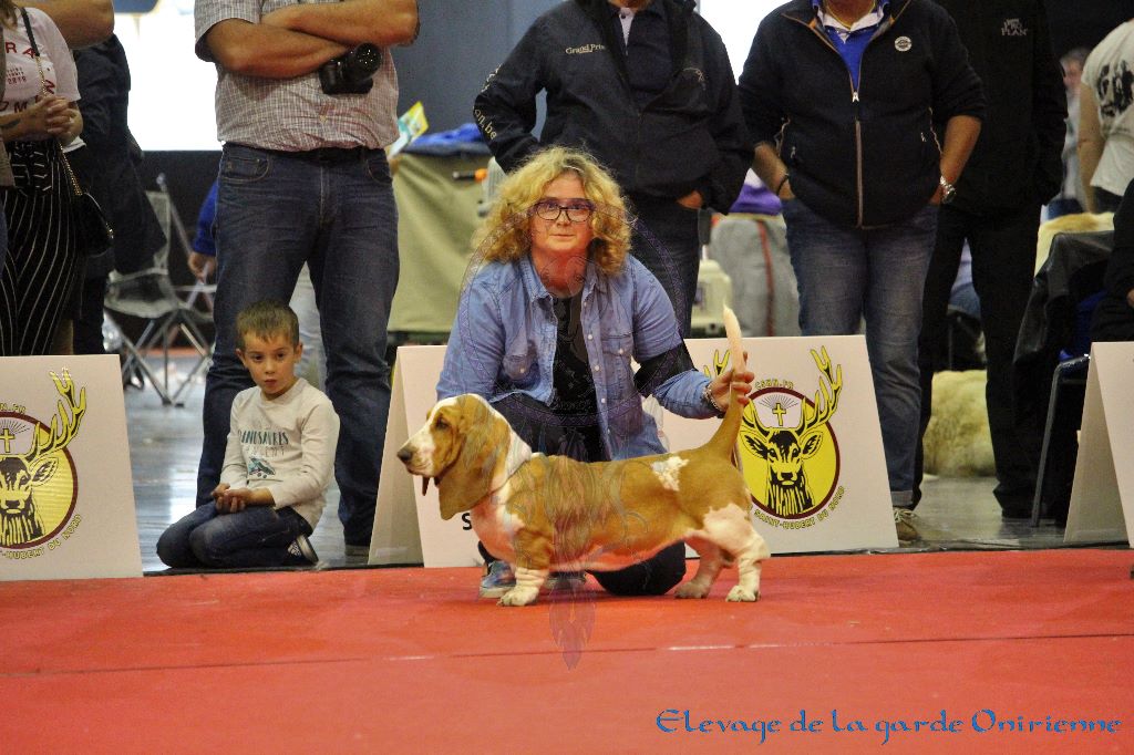 Magic Beam Rainbow oniria - 1ère Très Prometteur Puppy Femelles, Meilleur de Race Puppy