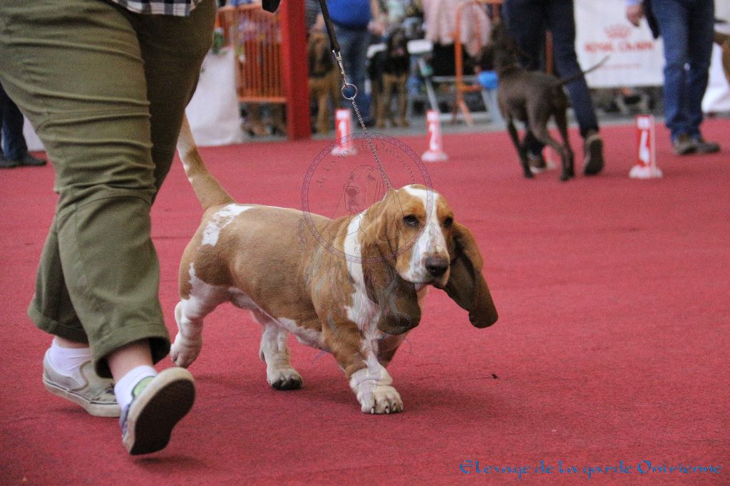 Magic Beam Rainbow oniria - 1ère excellent Ouverte Femelles + CAC CACIB BOB