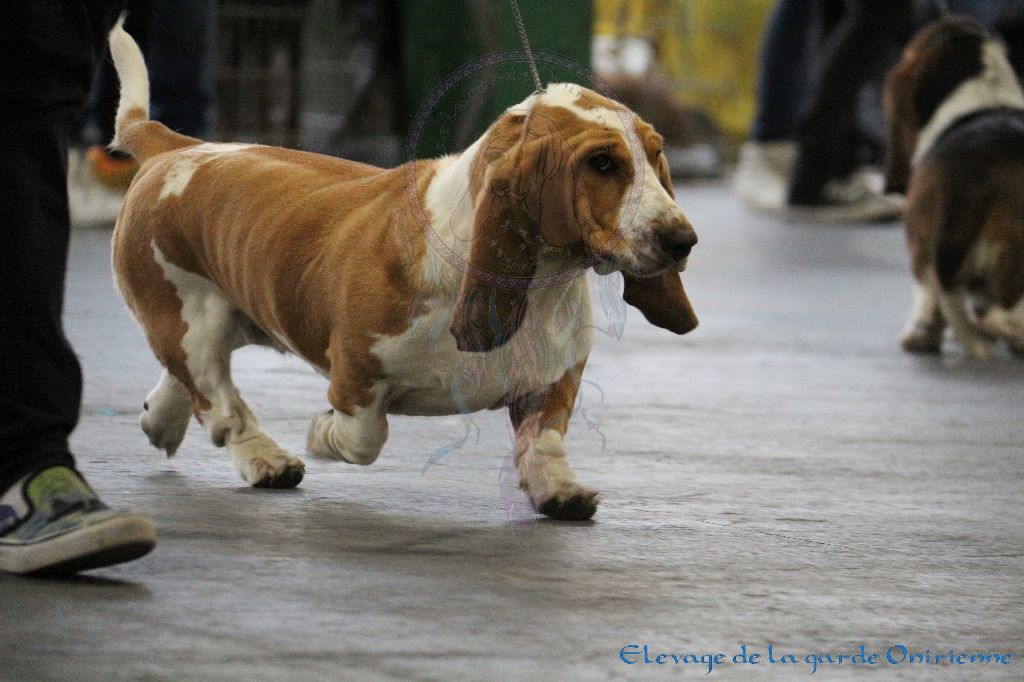 Magic Beam Rainbow oniria - 1ère excellent Intermédiaire Femelles + RCACS