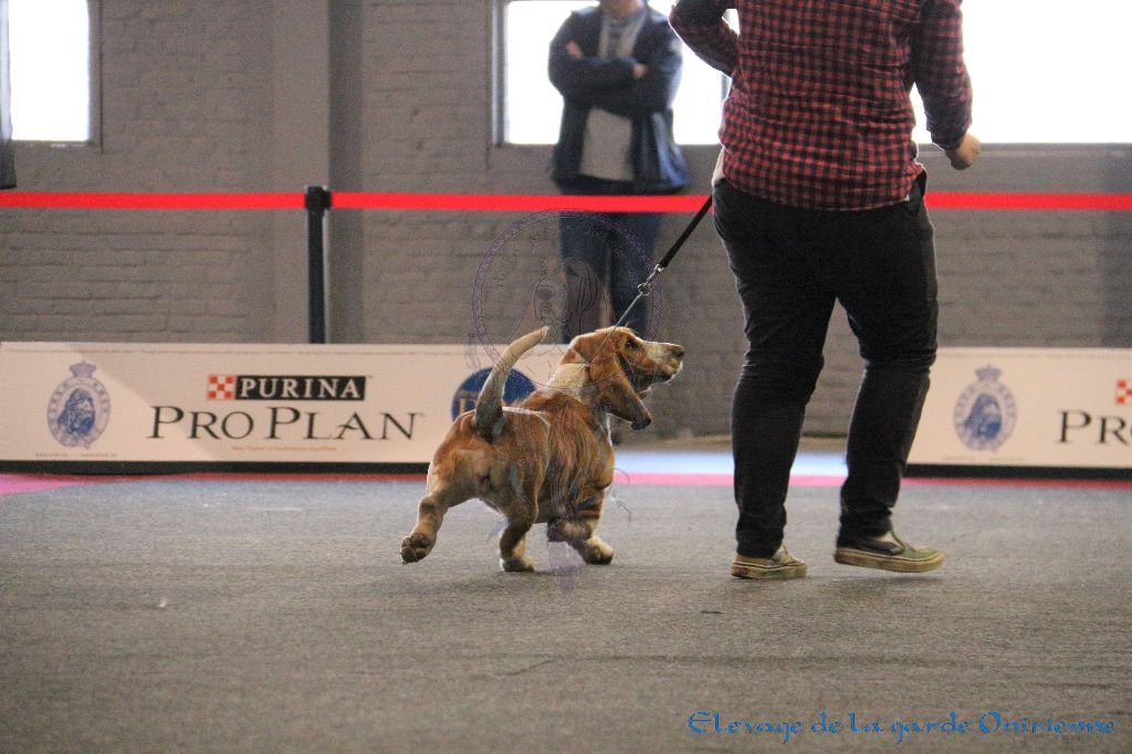 Magic Beam Rainbow oniria - Très Bon Intermédiaire femelles