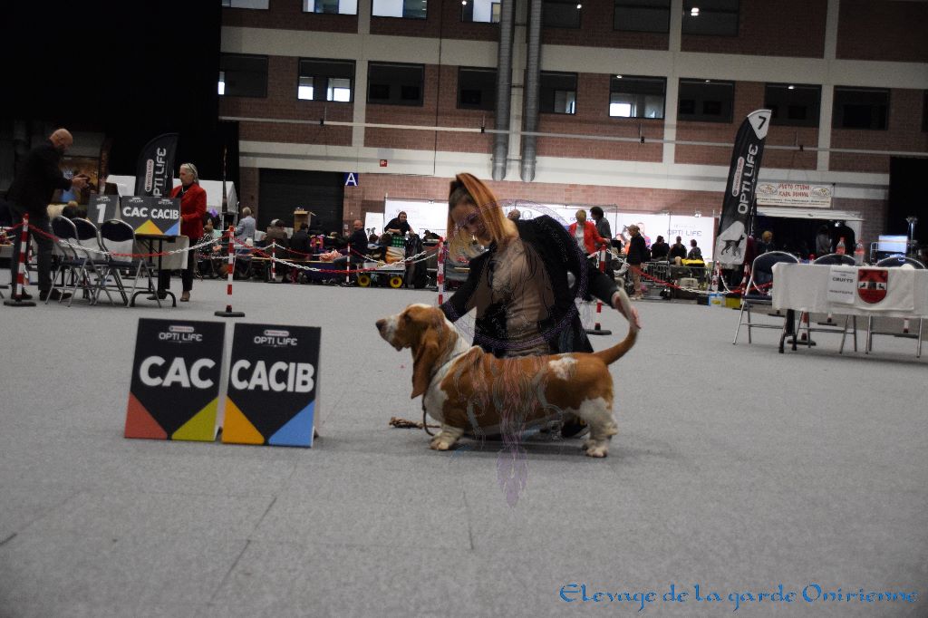 Magic Beam Rainbow oniria - 1ère excellent Intermédiaire Femelles + CAC CACIB BOS