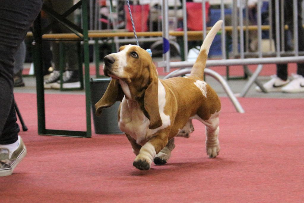 Magic Beam Rainbow oniria - 1er excellent, BOS, CAC CACIB