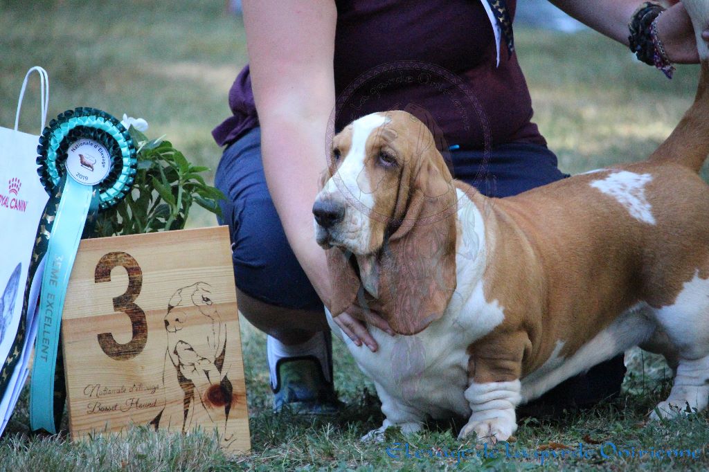 Magic Beam Rainbow oniria - 3ème Excellent Jeune Femelles