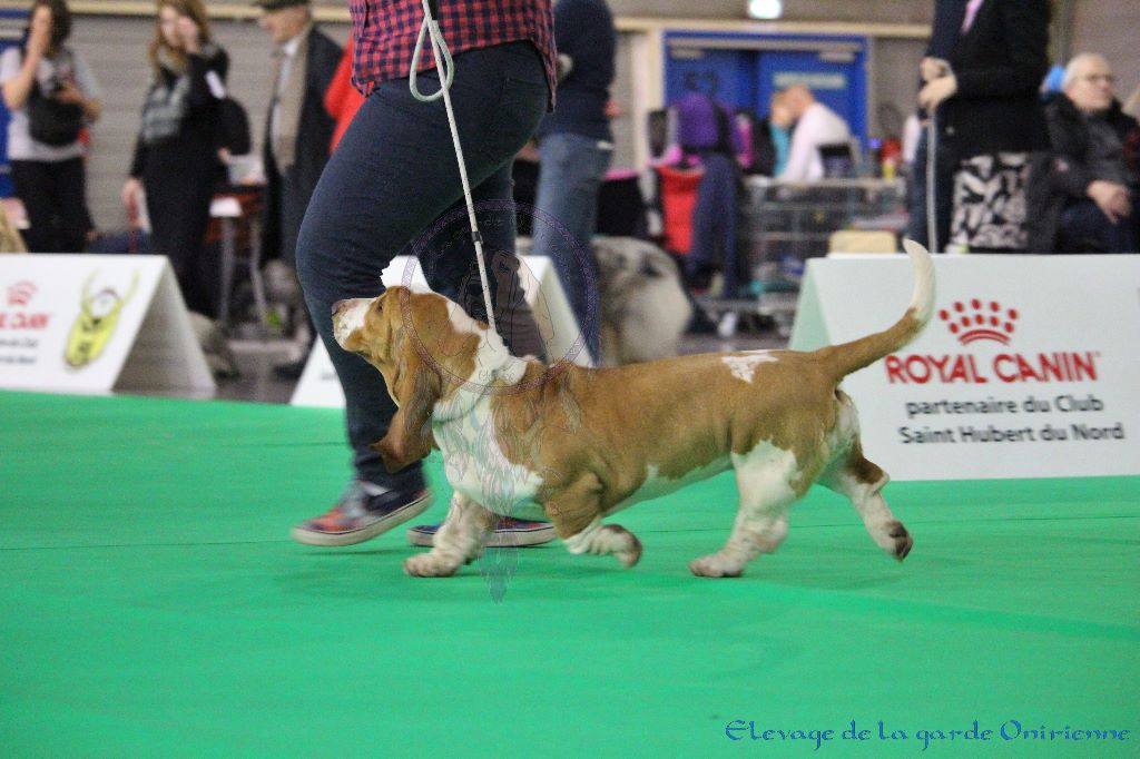 Magic Beam Rainbow oniria - 1ère excellent Jeune Femelles, Meilleur de race Jeune