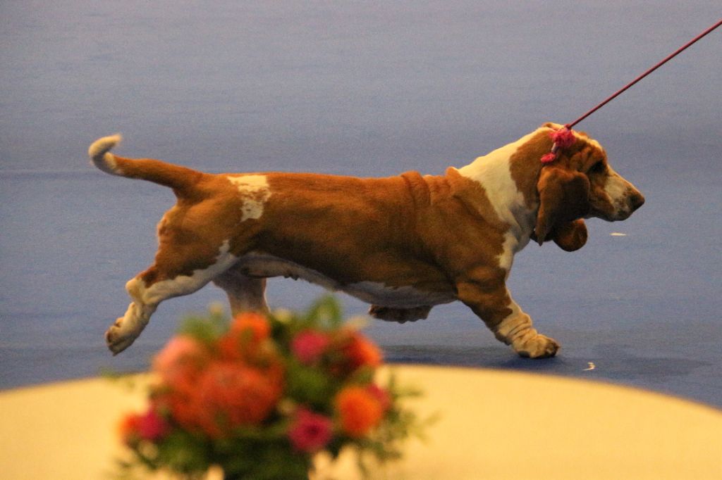 Magic Beam Rainbow oniria - 1er excellent, BOB, CAC CACIB