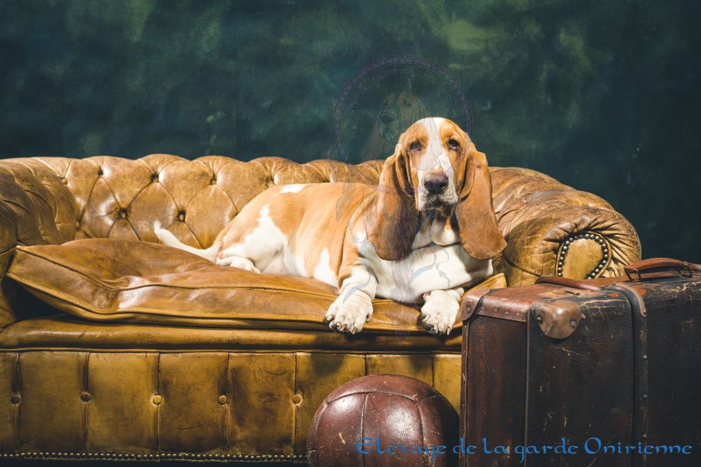 Magic Beam Rainbow oniria - 1ère excellent Jeune Femelles + BOS, Meilleur de race Jeune