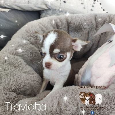 Traviatta  - Chihuahua