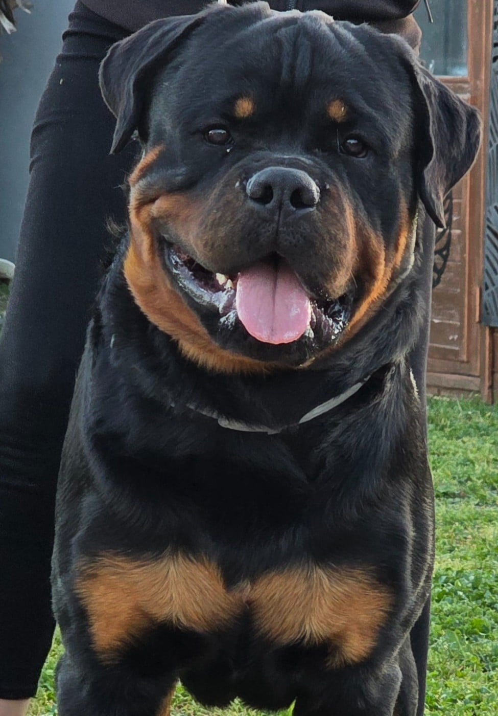CH. Aiko (dit danté) Des Diamants Noirs Del Matador
