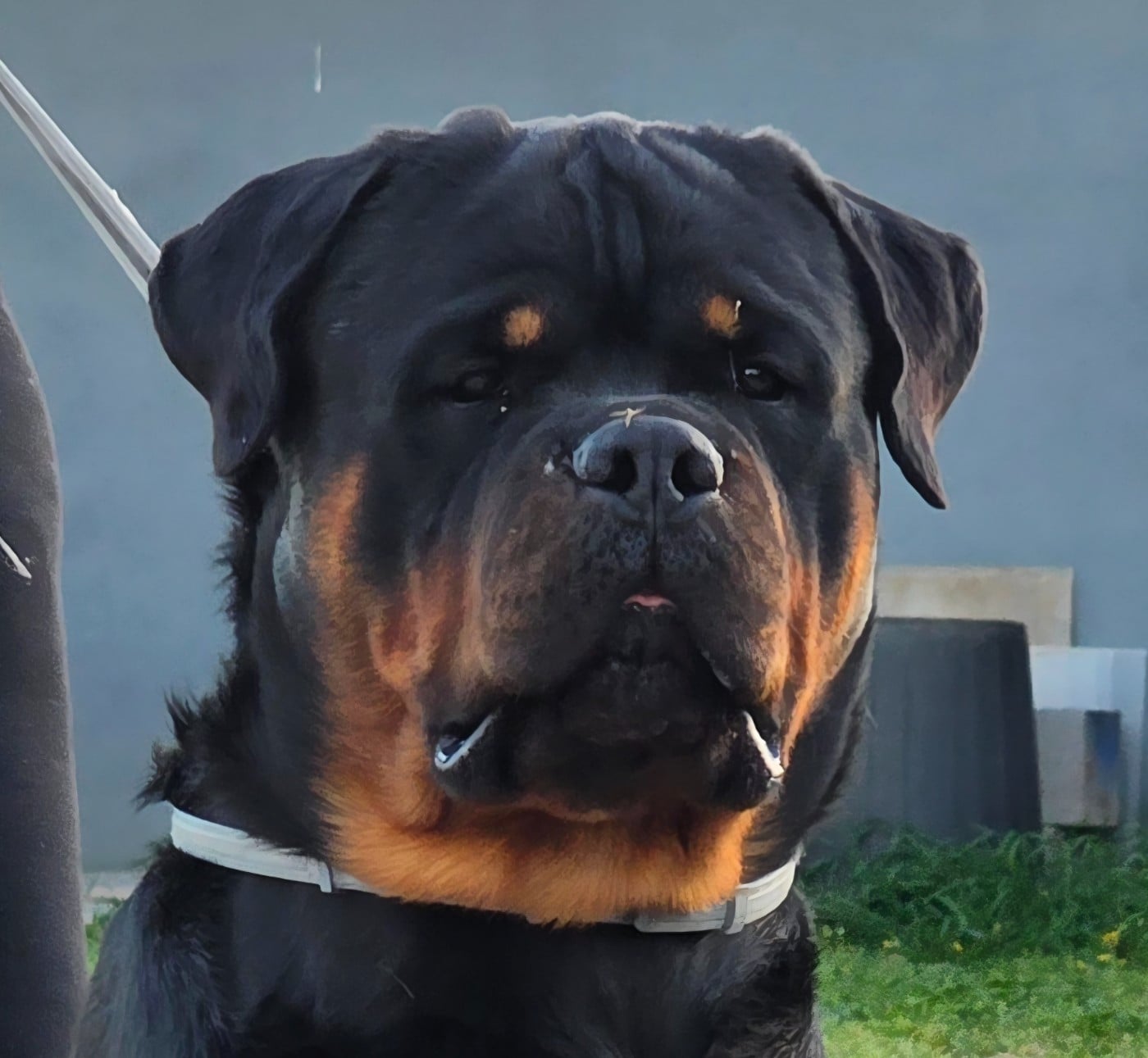 CH. Aiko (dit danté) Des Diamants Noirs Del Matador