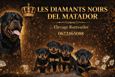 Des Diamants Noirs Del Matador