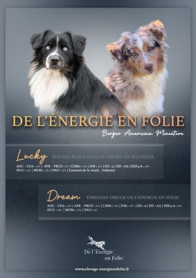 Les chiots de Berger Américain Miniature 