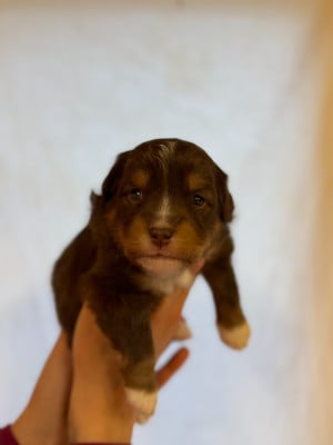 Les chiots de Berger Américain Miniature 