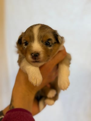 Les chiots de Berger Américain Miniature 