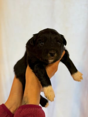 Les chiots de Berger Américain Miniature 