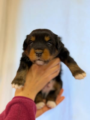 Les chiots de Berger Américain Miniature 