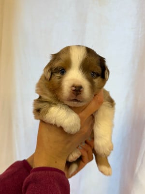 Les chiots de Berger Américain Miniature 