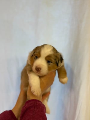 Les chiots de Berger Américain Miniature 