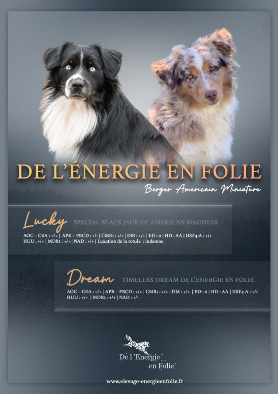 Berger Américain Miniature  - De L'Energie En Folie