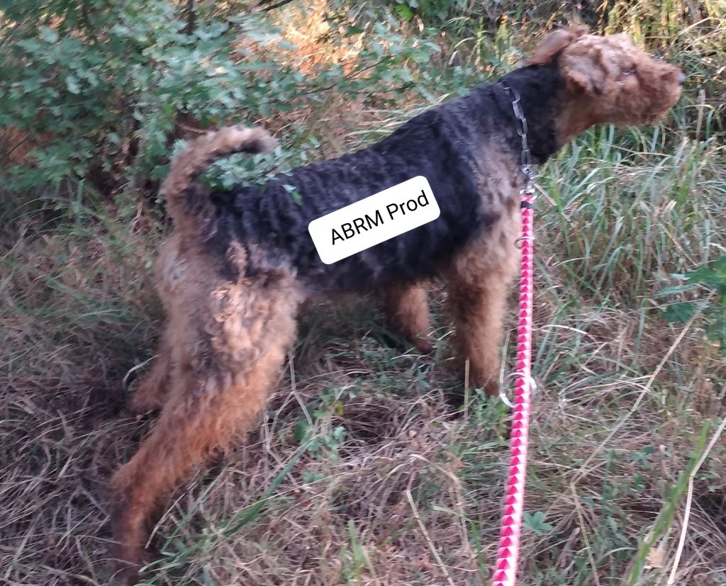 Pimpon De Saintonge Azuréenne - Brevet