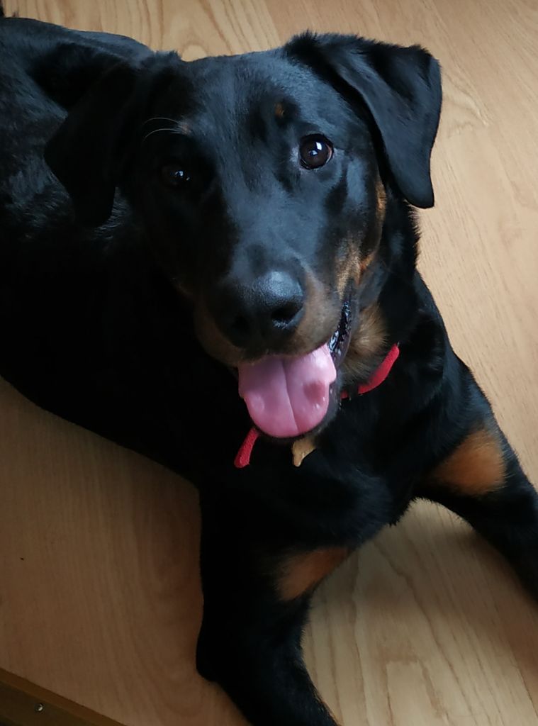 Accueil Elevage De La Garde Pastorale Eleveur De Chiens