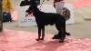 Siska dream De La Garde Pastorale - Meilleur puppy