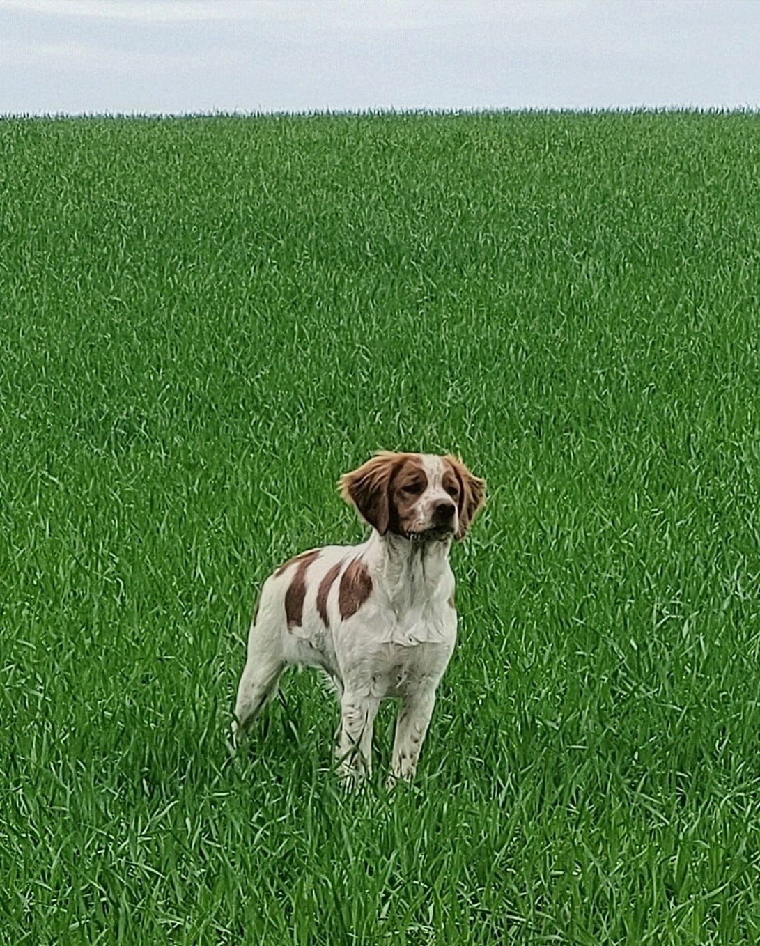 ASLAN  Des Fonds De Heurtevent