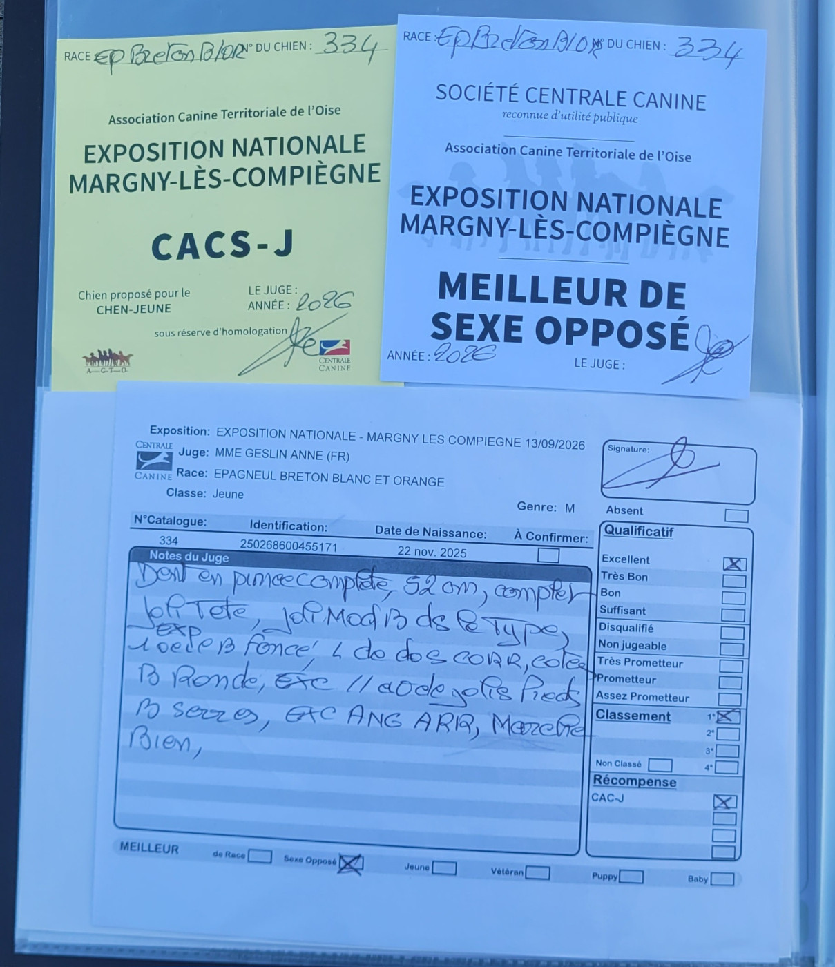 ASLAN Des Fonds De Heurtevent - CACS MEILLEUR JEUNE MEILLEUR DE SEXE OPPOSE