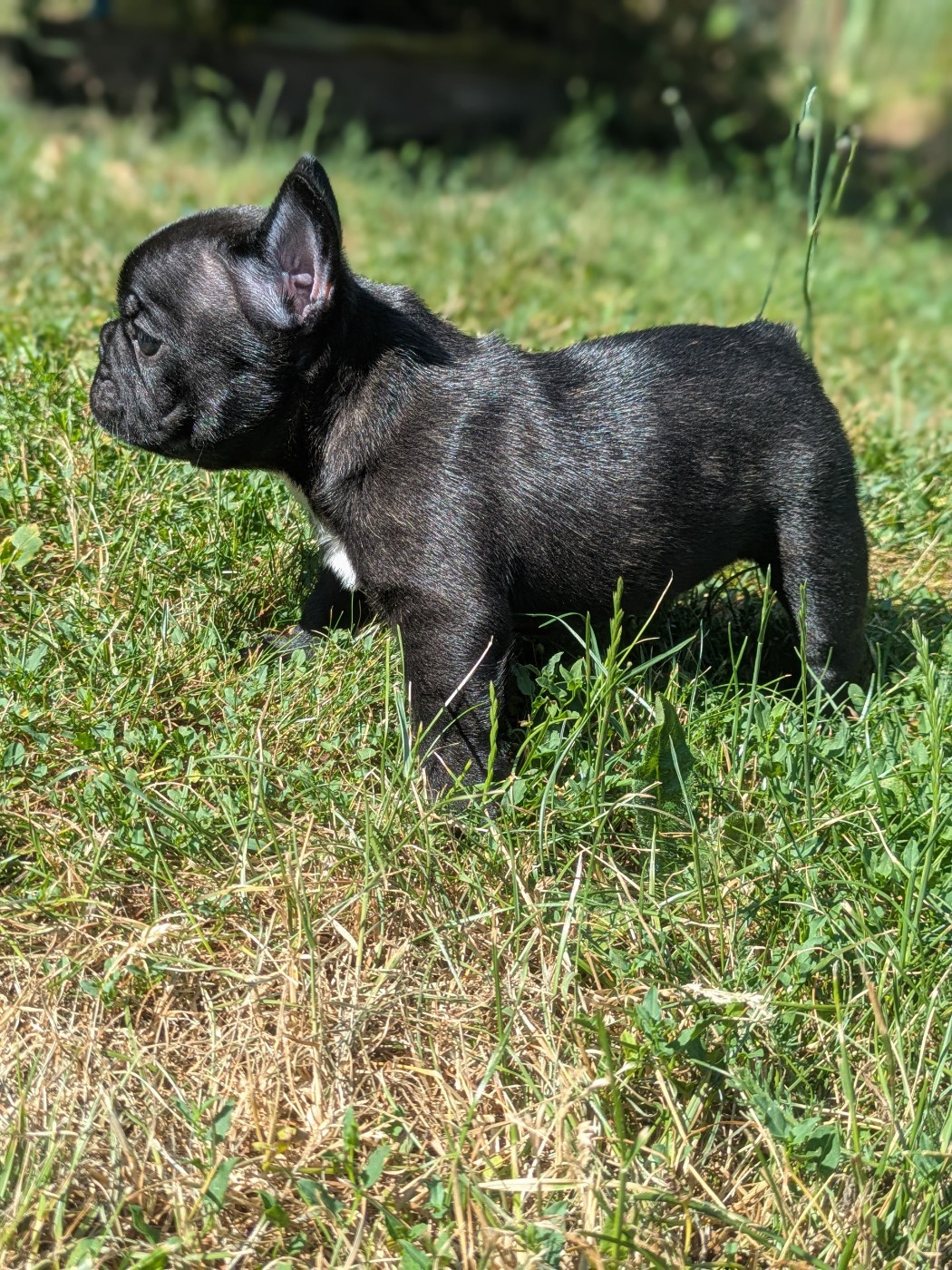 Black Barth