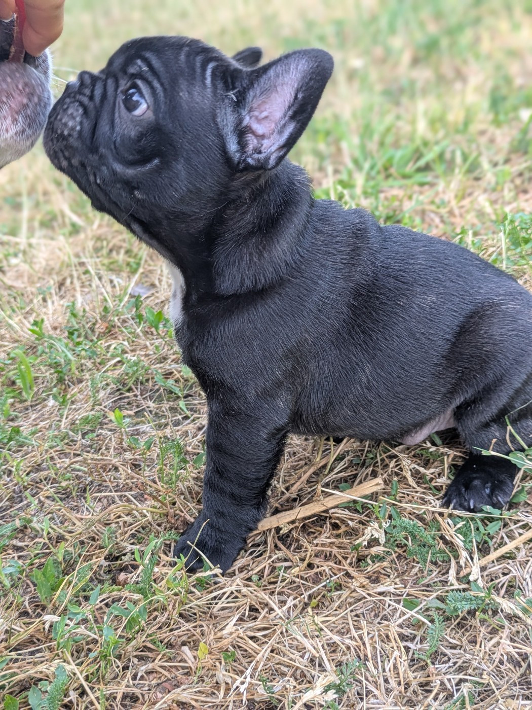 Black Barth