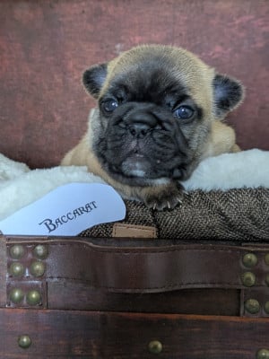 Les chiots de Bouledogue français
