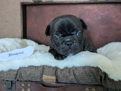 Les chiots de Bouledogue français