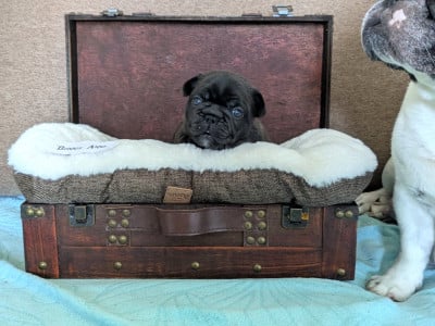 Les chiots de Bouledogue français