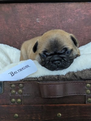 Les chiots de Bouledogue français