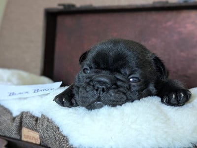 Les chiots de Bouledogue français