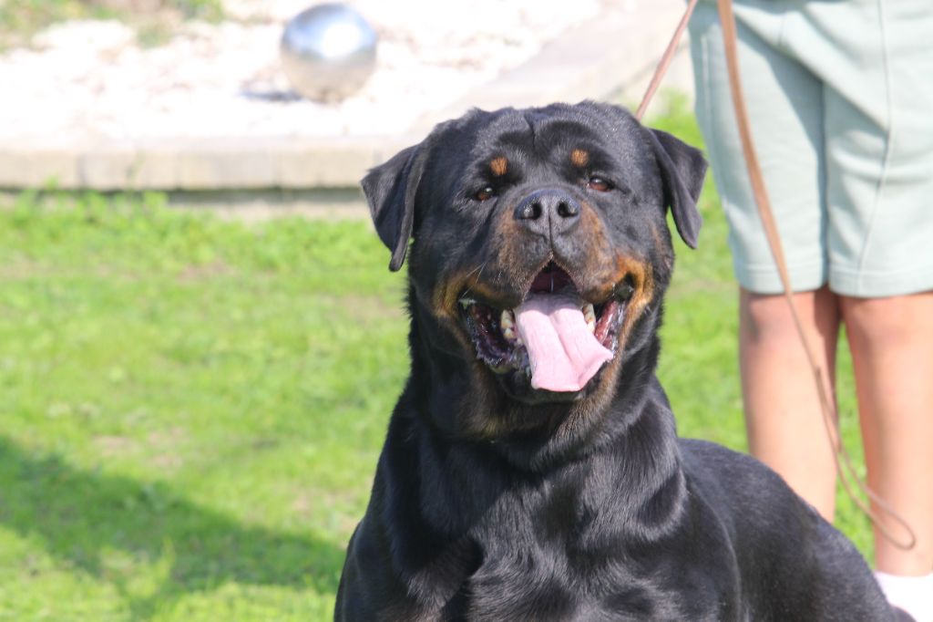 Ourasi del vecchio rott