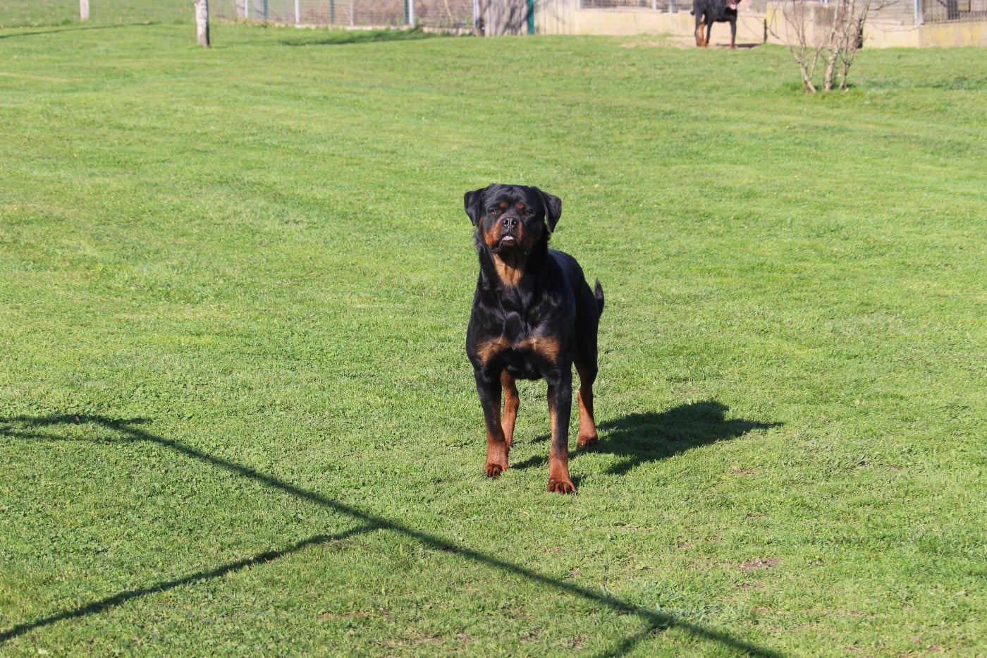 Victoria Of Legend Mysteria