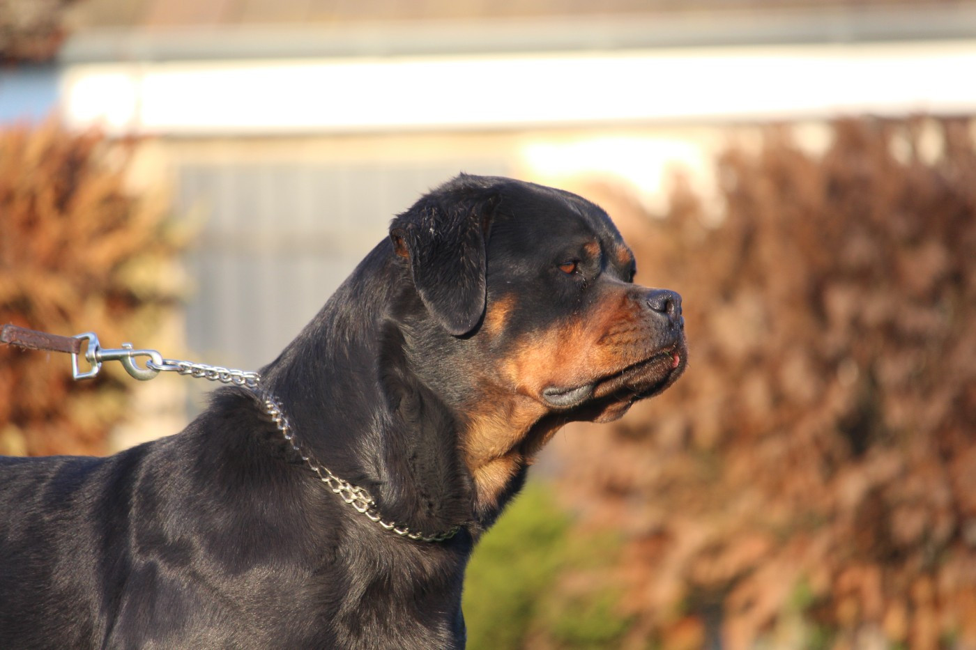 Victoria Of Legend Mysteria