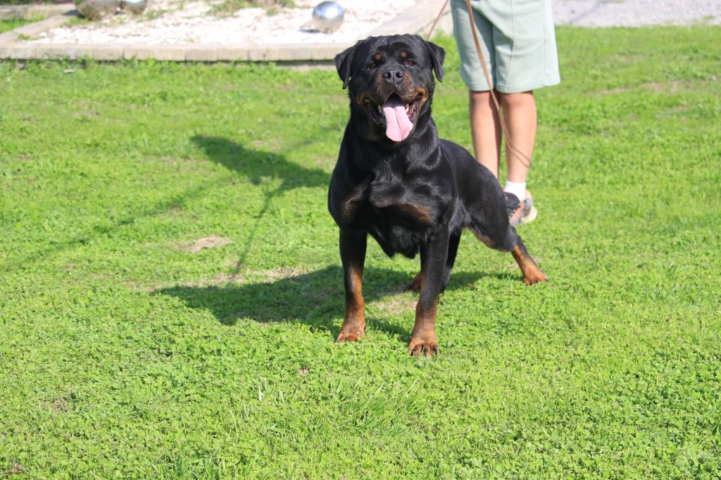 Ourasi del vecchio rott