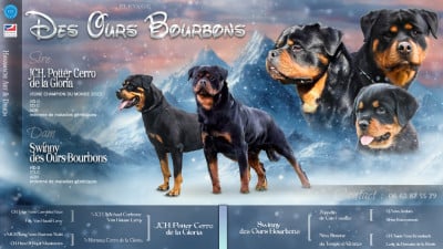 Les chiots de Rottweiler