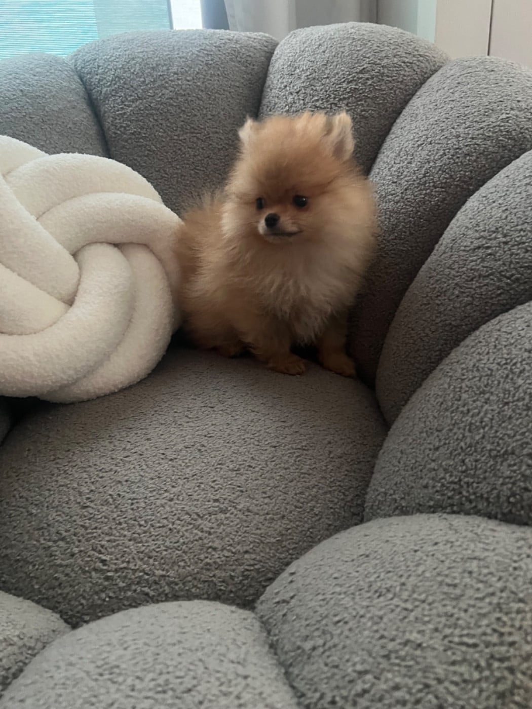 CHIOT 1 - Spitz allemand