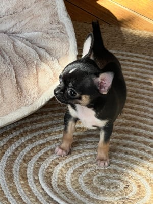 Chihuahua