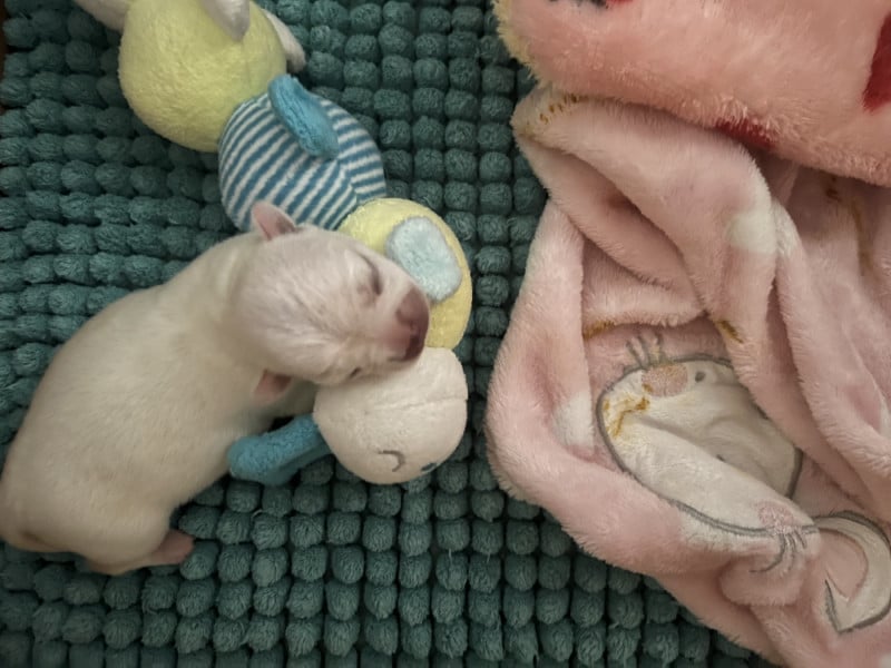 Chihuahua - (Sans Affixe)